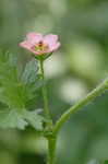 Carolina bristlemallow